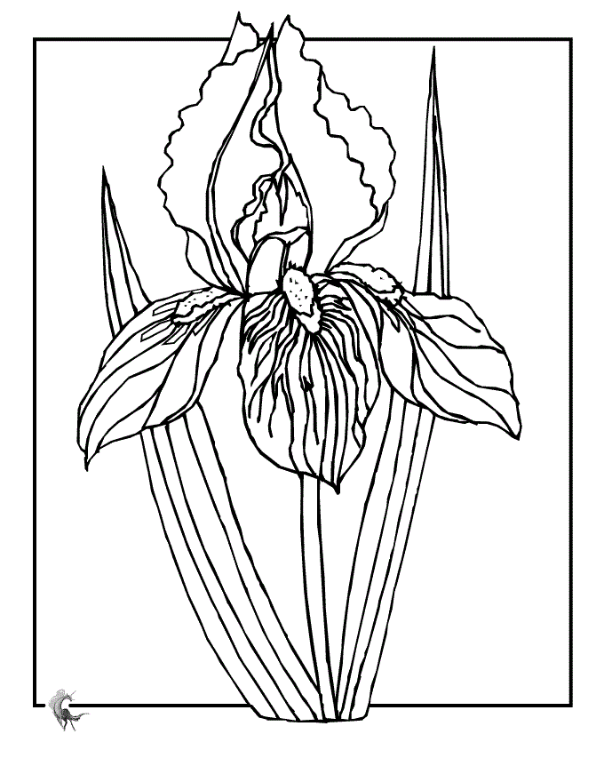 Iris Flower Sweet