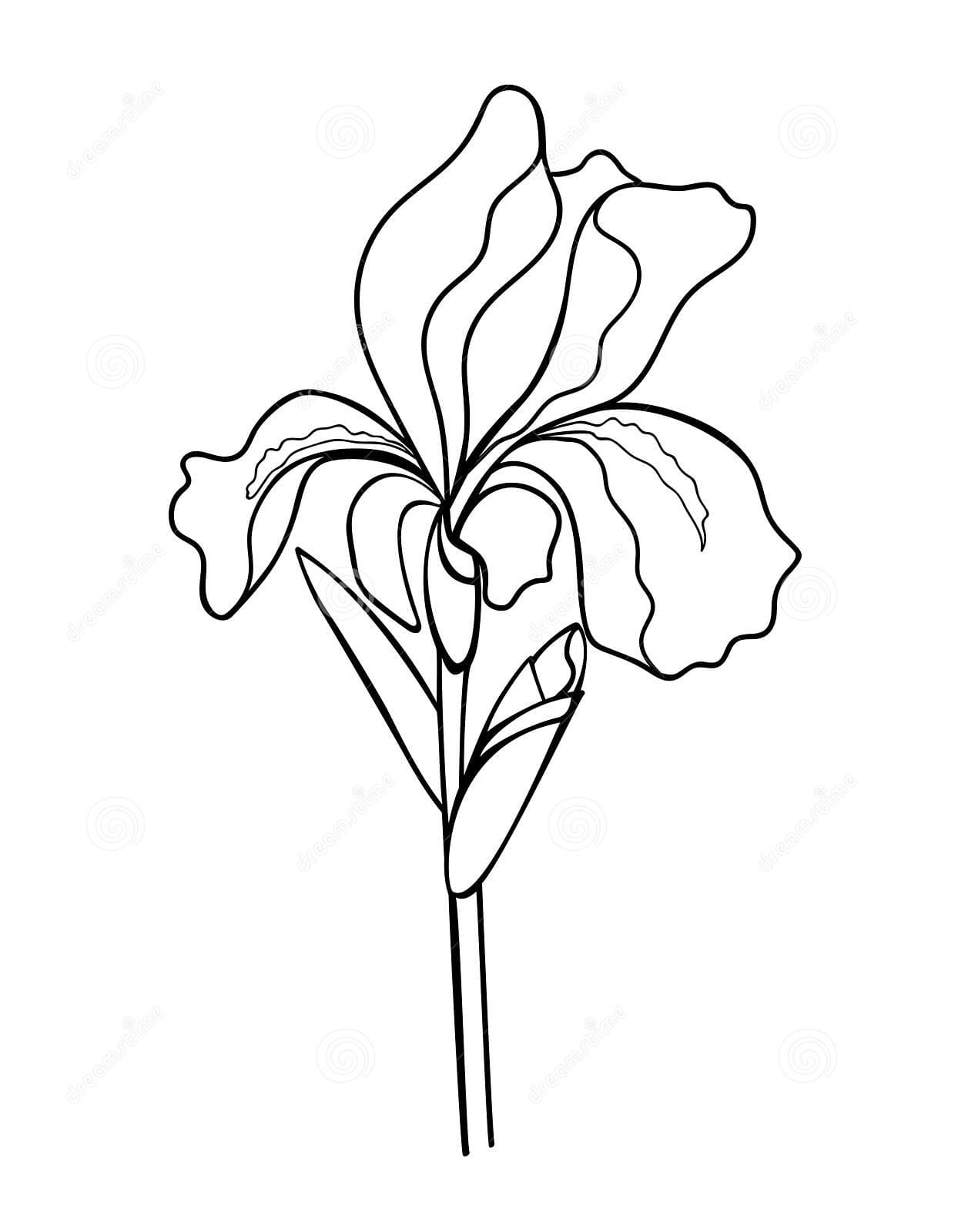 Iris Flower With A Bud Image