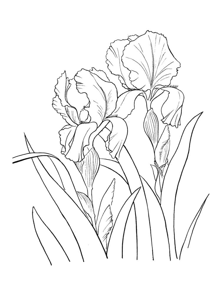 Iris Flowers Picture