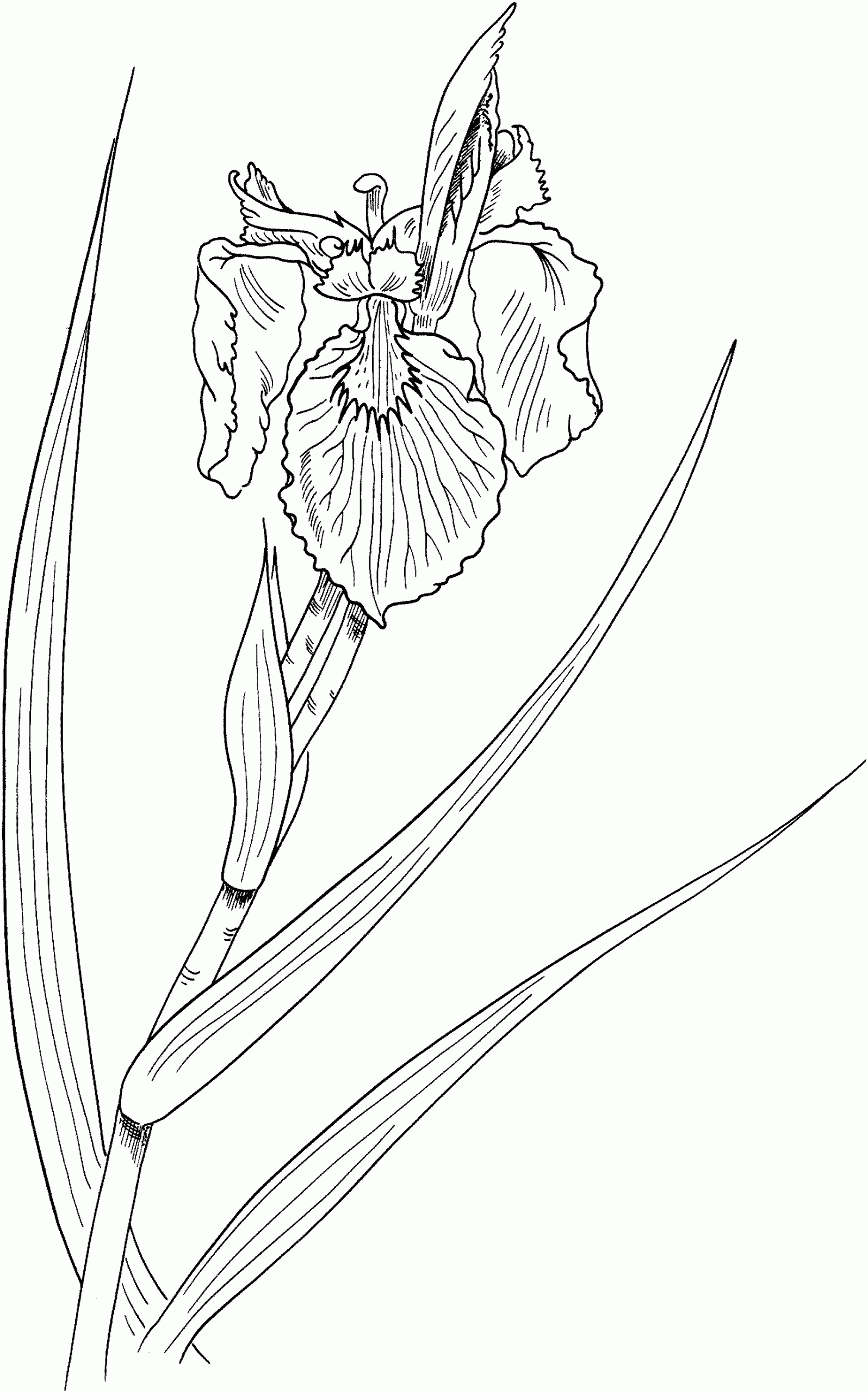 Iris Pseudacorus or Yellow Flag Iris