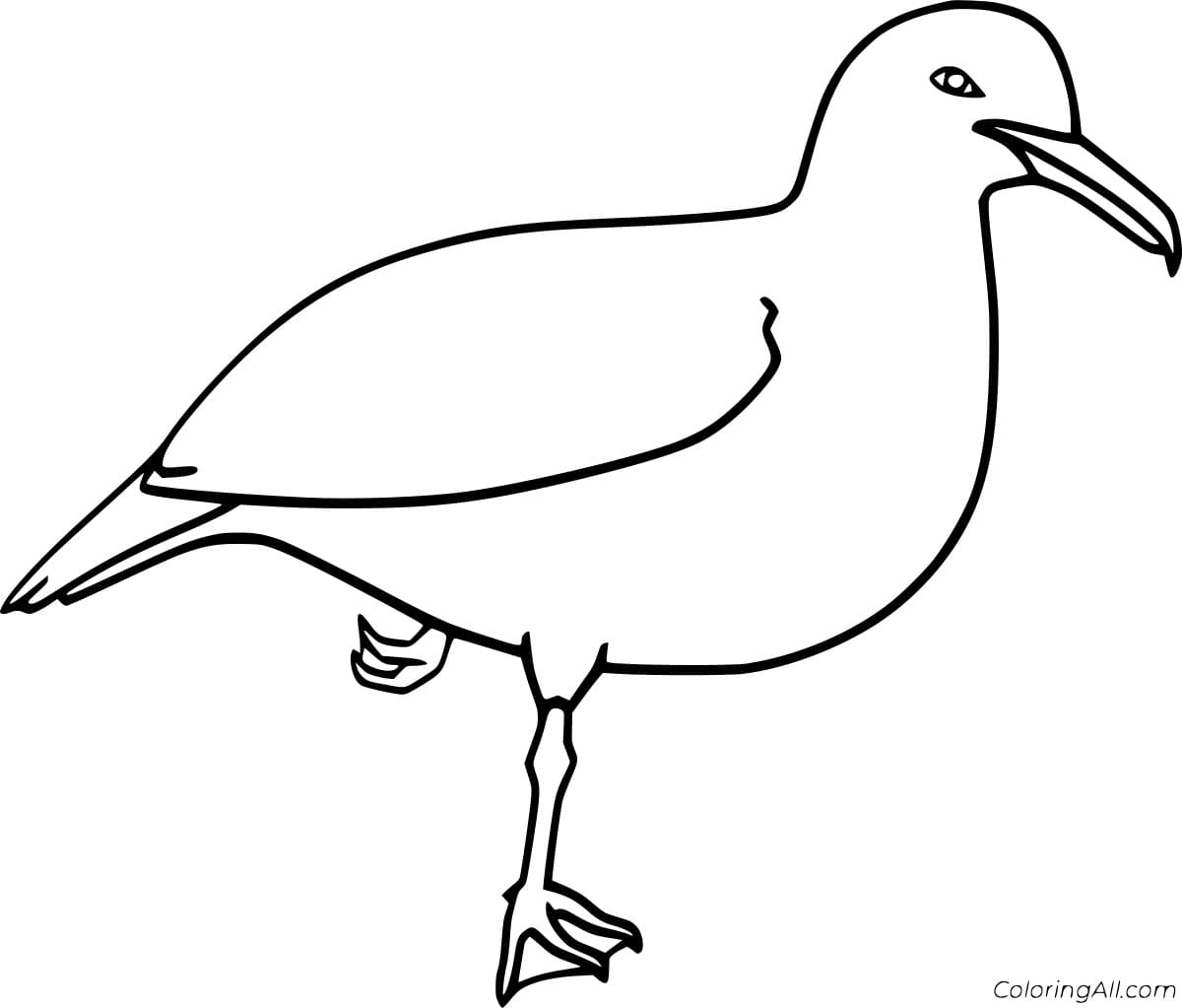 Ivory Gull Coloring Page