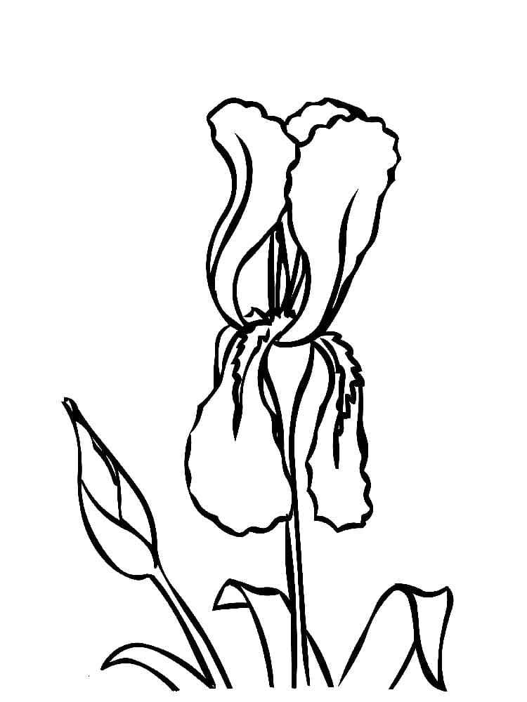 One Iris Flower On A White