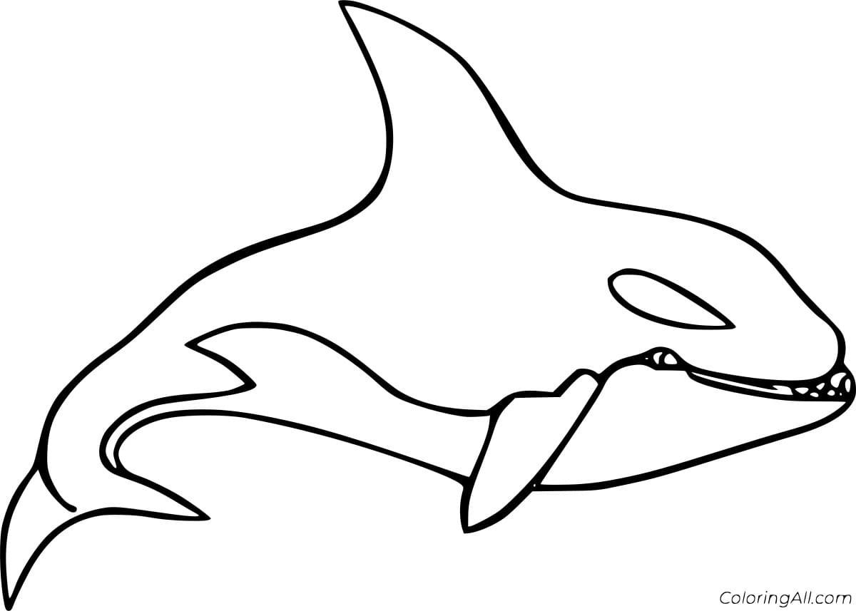 Killer Whale Swimming Coloring Page