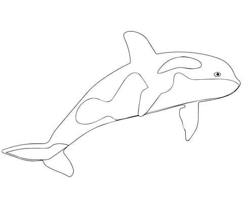 Killer Whale or Orca Image Coloring Page