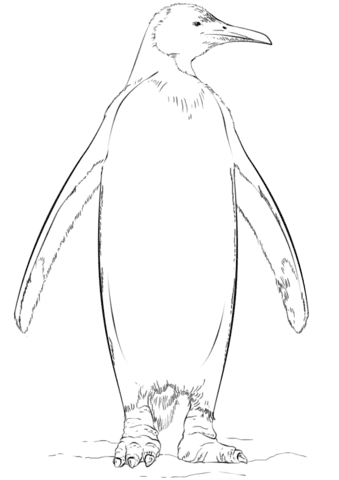 King Penguin Image Coloring Page