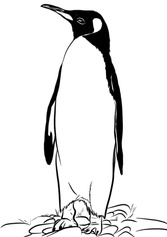 King Penguin From Falkland Islands Image Coloring Page