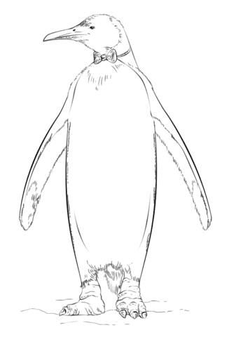 King Penguin with a Bow Tie Image Coloring Page