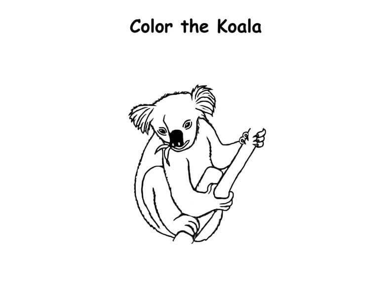 Koala Bear Coloring Pages Pictures Coloring Page