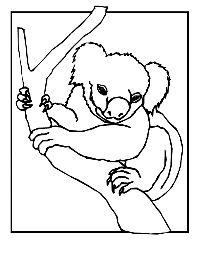 Koala Bear Coloring Pages Printable Free Coloring Page