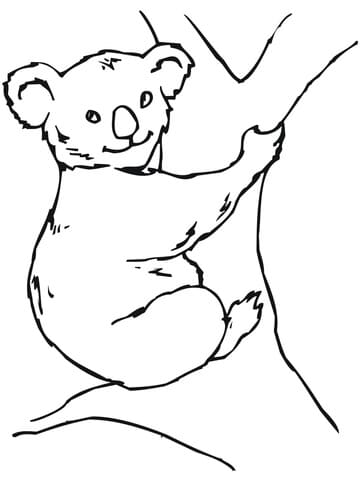 Koala Bear Free Image