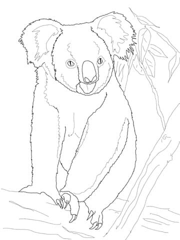 Koala Bear on a Tree Free Printable Coloring Page