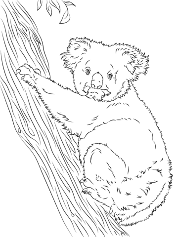 Koala Climbing a Tree Free Printable