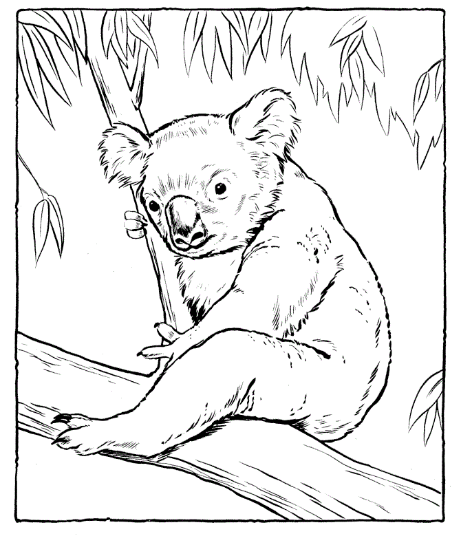 Koala Coloring Picture