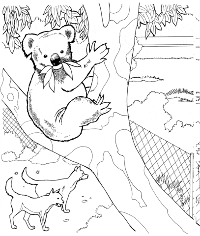 Koala and Dingos Free Printable Coloring Page