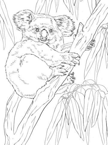 Koala on Eucalyptus Tree Free Printable