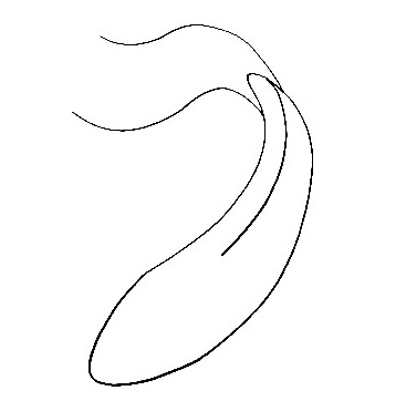 Koi Fish-Drawing-2