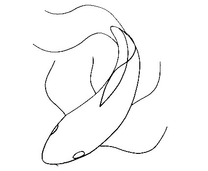 Koi Fish-Drawing-4