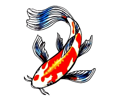 Koi Fish-Drawing-7