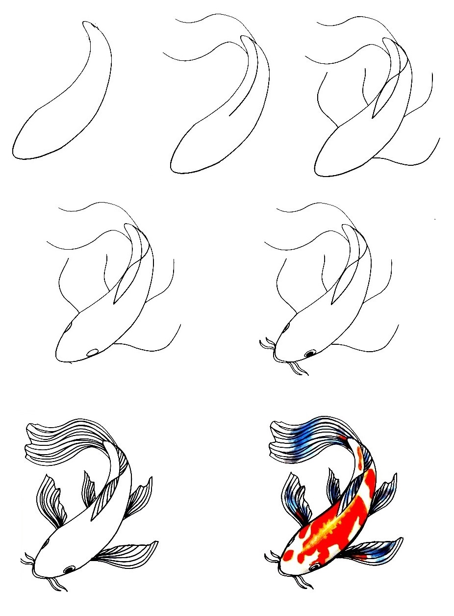 Koi Fish-Drawing
