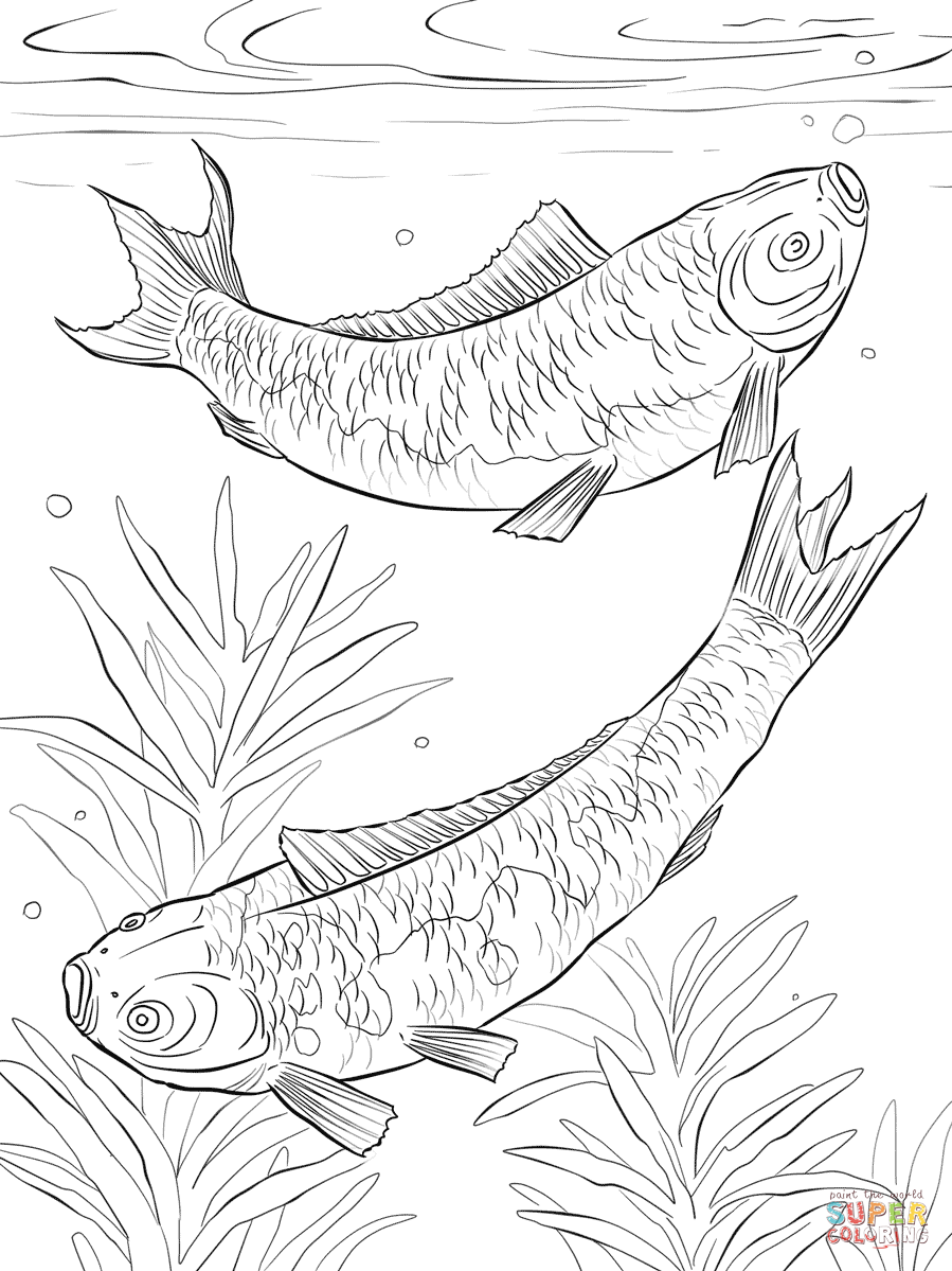 Koi Tattoo Engaging Coloring Page