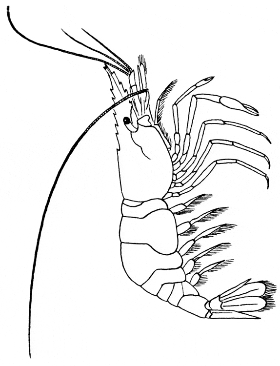 Krill Shrimp Image