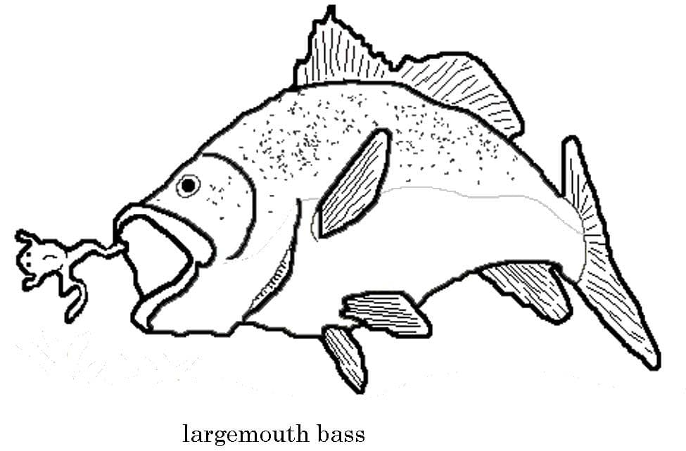 Largemouth Bass Cute Image For Kids