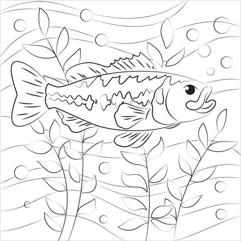 Largemouth Bass Picture For Kids Coloring Page