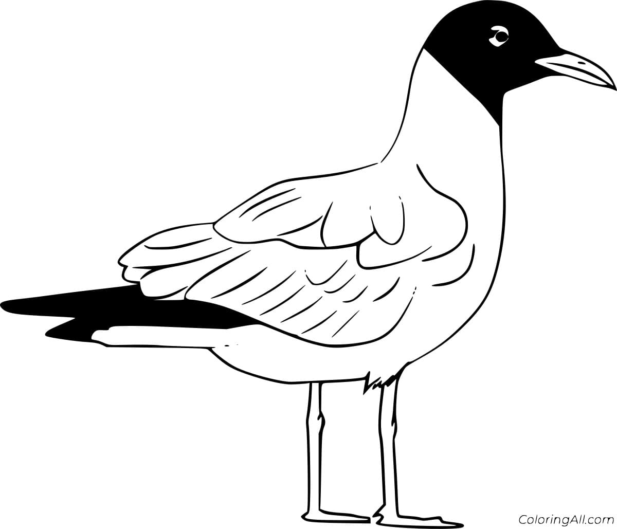 Laughing Gull Coloring Page