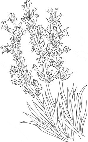 Lavandula Angustifolia or Common Lavender