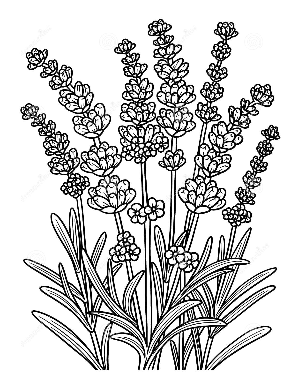 Lavender Flower Coloring Page For Adults