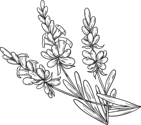 Lavender Flower Image