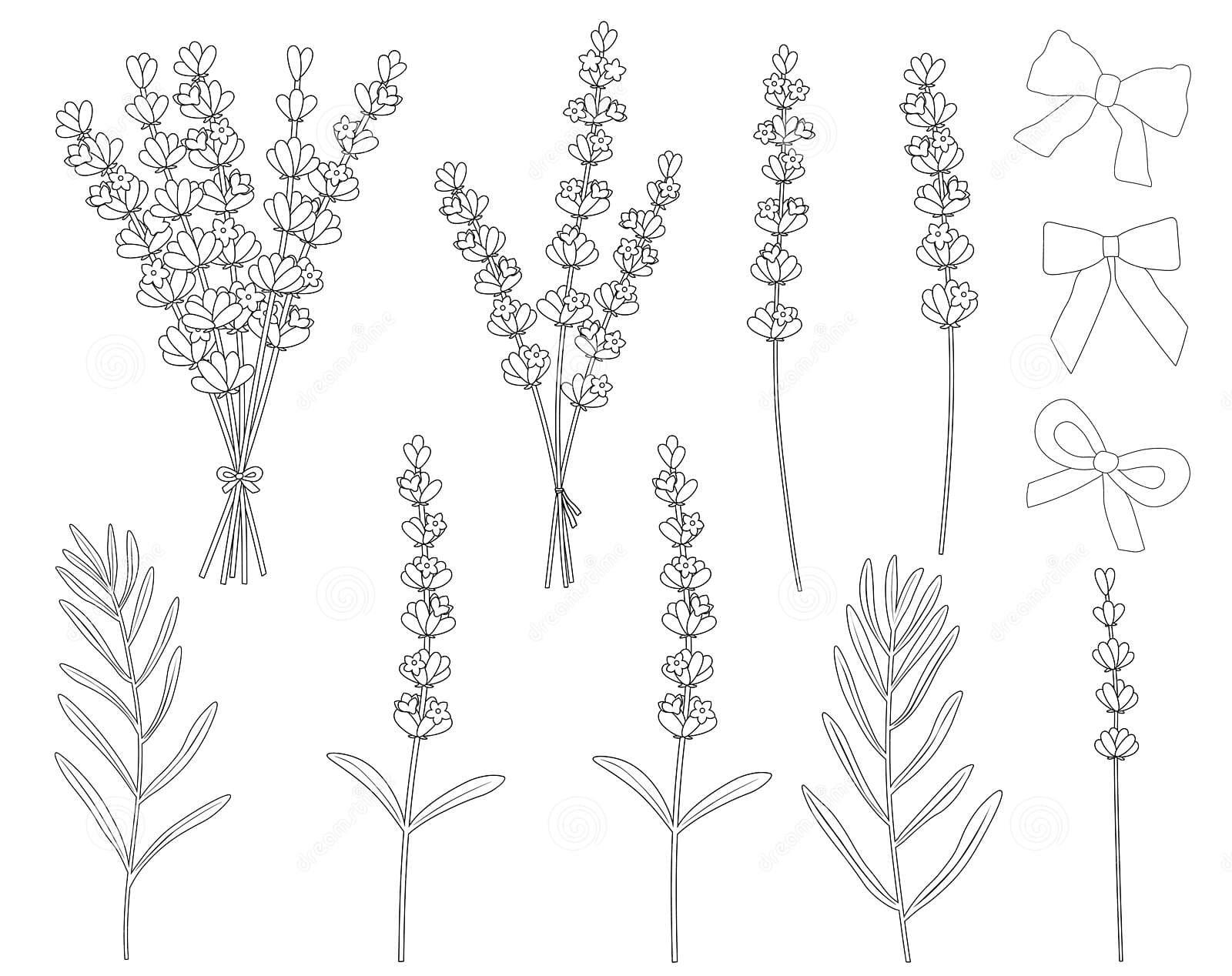 Lavender Flowers Graphics Black And White Image