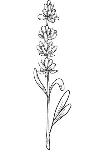 Lavender Sweet For Children Coloring Page