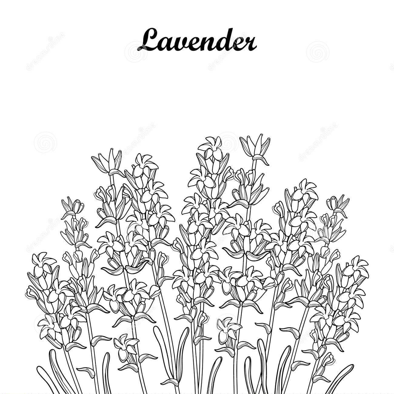 Lavender Sweet Picture For Kids