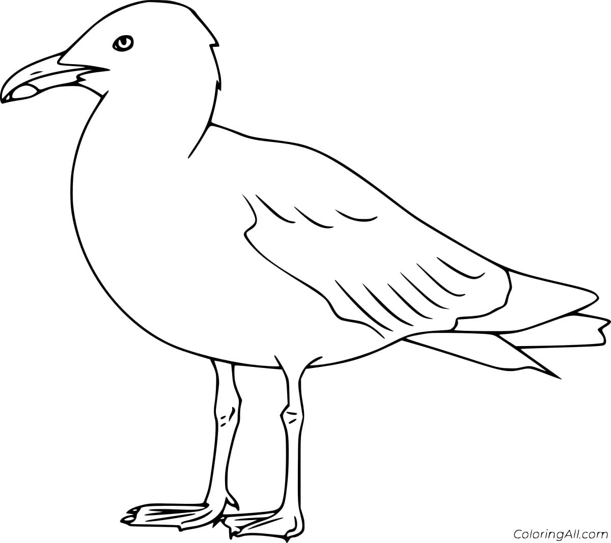 Lesser Black Backer Gull