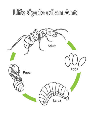 Life Cycle Of An Ant Free Printable