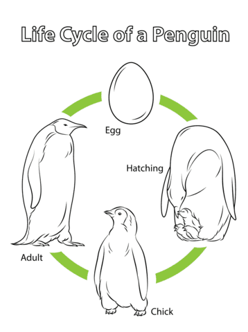 Life Cycle of a Penguin Image Coloring Page