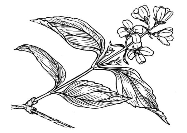 Lilac Appealing Coloring Page