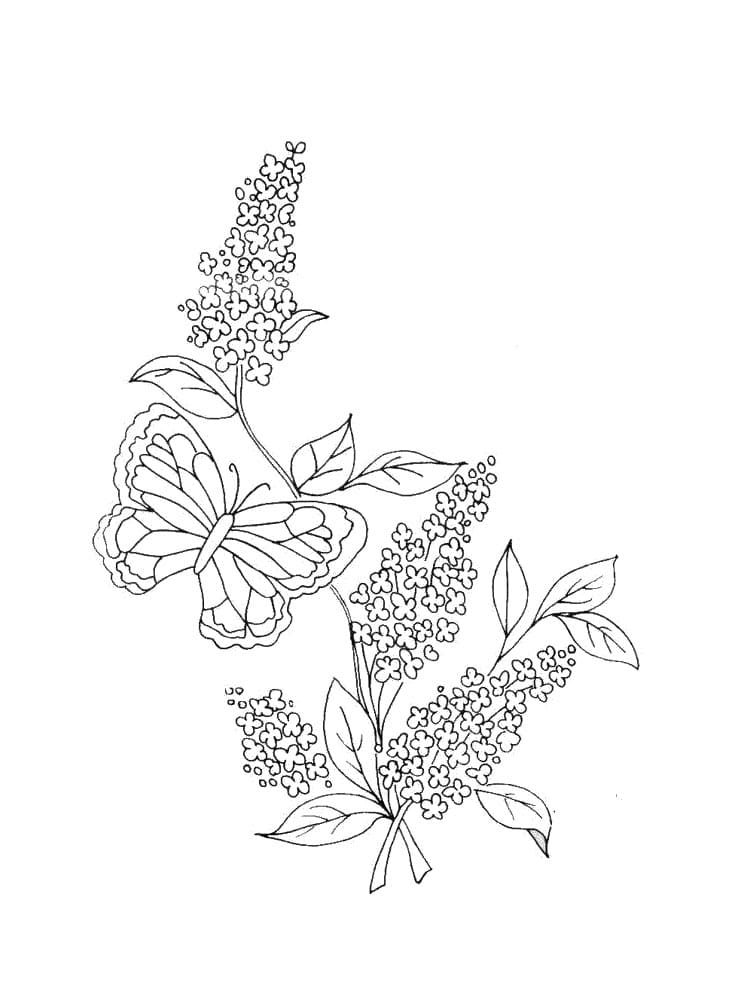 Lilac Flower Image For Children Coloring Page