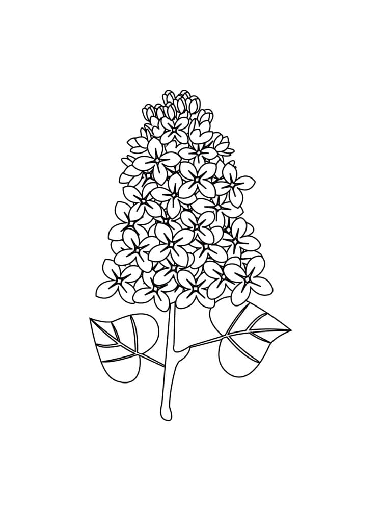 Lilac Image For Kids Coloring Page