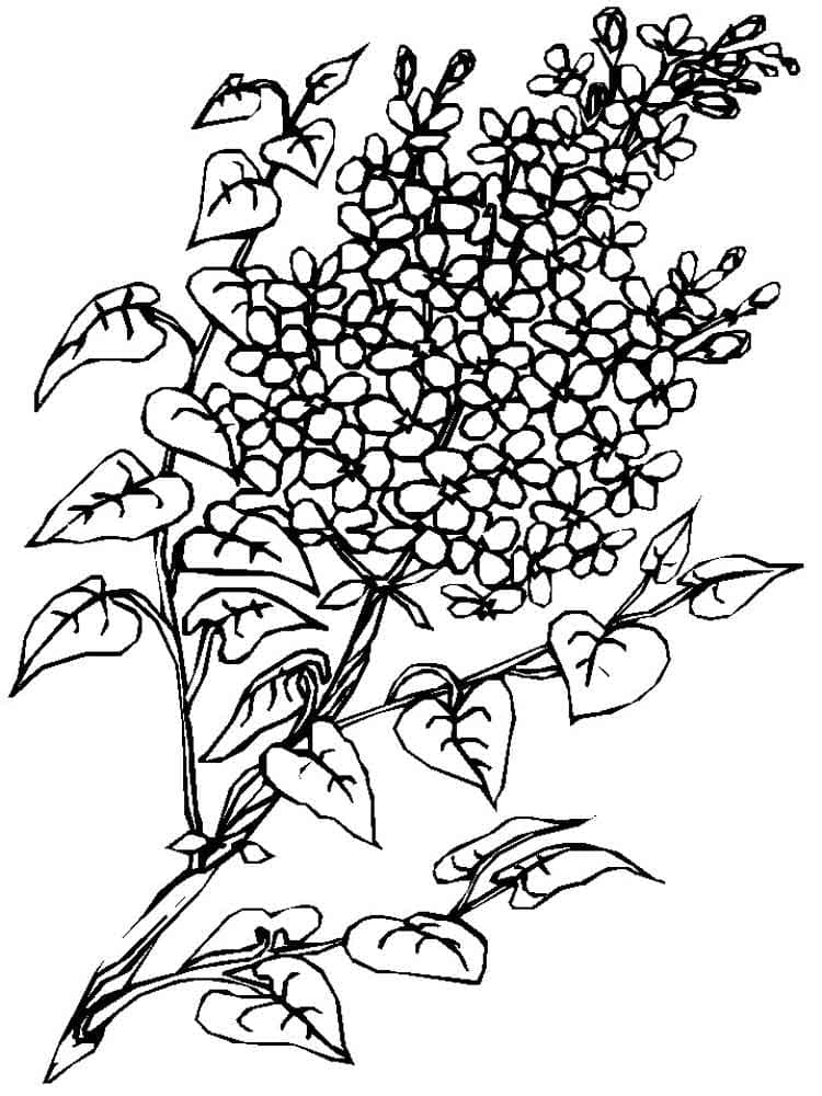 Lilac Picture For Kids Coloring Page