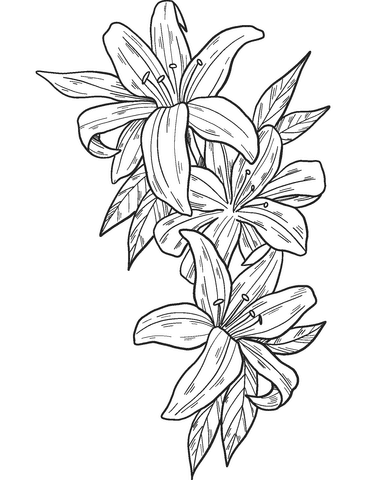 Lilies Image Cute Coloring Page