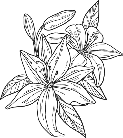 Lilies Image Coloring Page