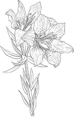Lilium Philadelphicum or Wild Orange Red Lily Free Printable