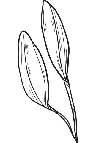 Lily Buds Free Printable Coloring Page