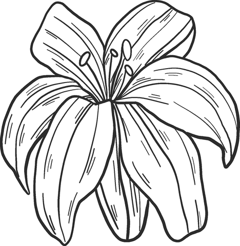 Lily Cute Free Printable Coloring Page