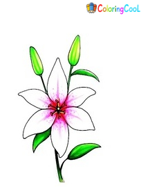 8 Simple Steps To Create A Beautiful Lily Drawing – How To Draw A Lily
