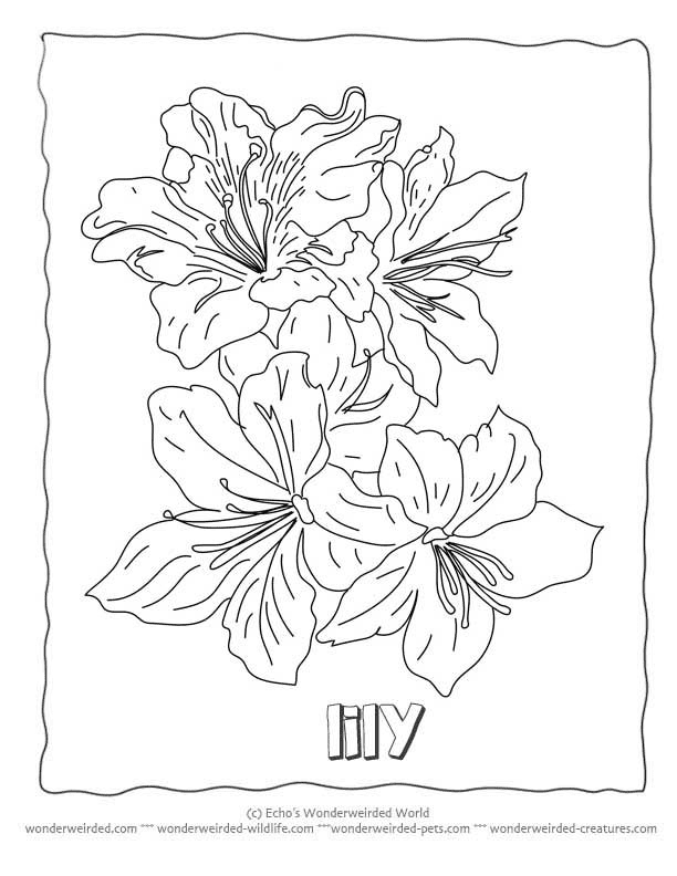 Lily Flower Coloring Sheets Coloring Page
