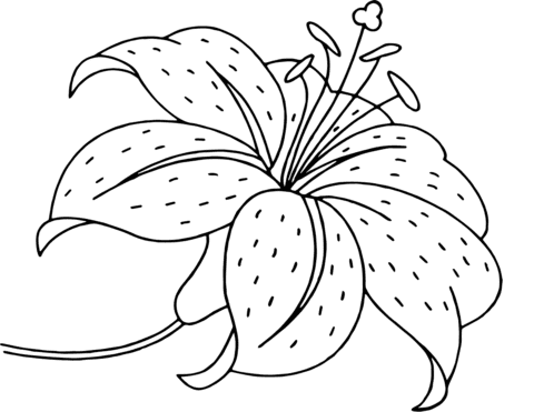 Lily Flower Image Free Coloring Page