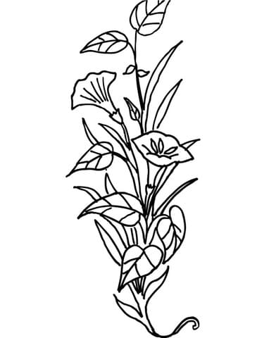 Lily Flower Picture Coloring Page